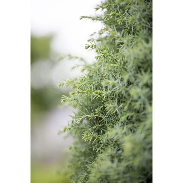 Juniperus Communis Sieben Steinhäuser Wacholder 150–175 cm