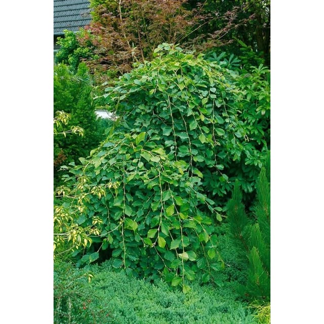 Hamamelis Japonica Pendula Japanische Zaubernuss 125–150 cm