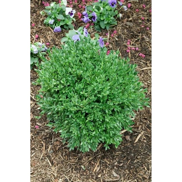 Buxus Sempervirens Green Balloon Buchsbaum 50–60 cm