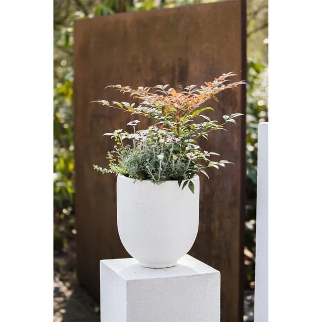 Nandina Domestica Obsessed Himmelsbambus Rotlaubig 30–40 cm
