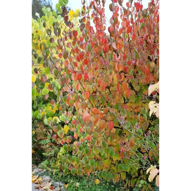 Cornus Officinalis Robins Pride Japanischer Hartriegel 60–100 cm