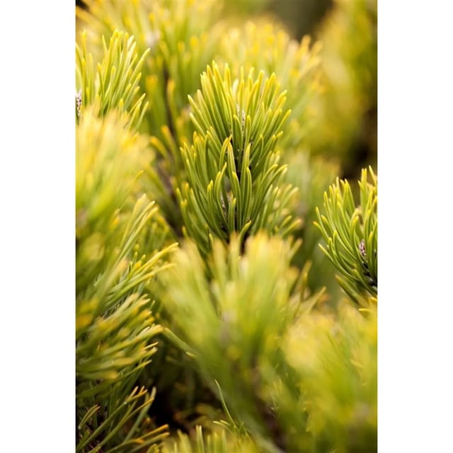 Pinus Mugo Ophir Bergkiefer Kompakt 60–80 cm