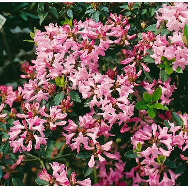 Rhododendron Minus Immergrün Rosa Blüten 50–60 cm