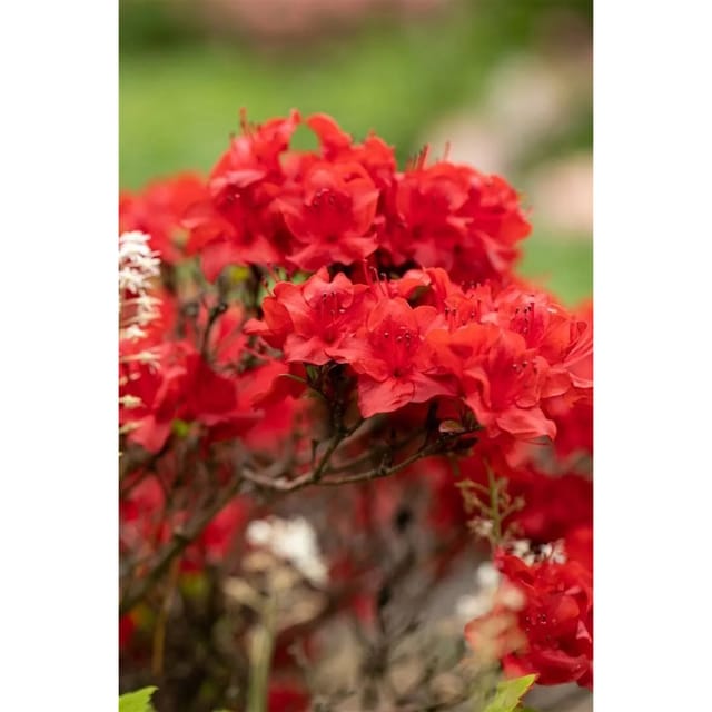 Rhododendron Obtusum Maraschino Azalee Rot 25–30 cm