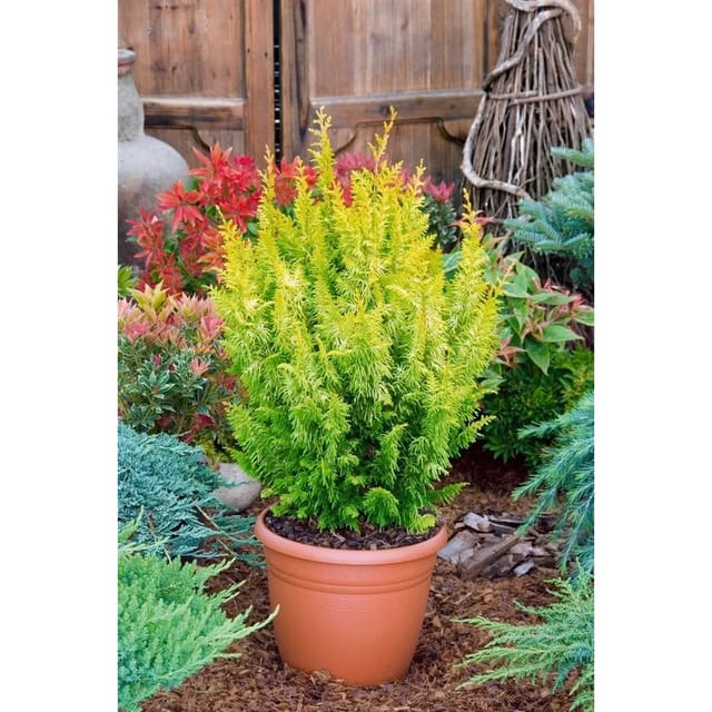 Chamaecyparis Obtusa Tetragona Aurea Goldgelb 60 cm Stammhöhe