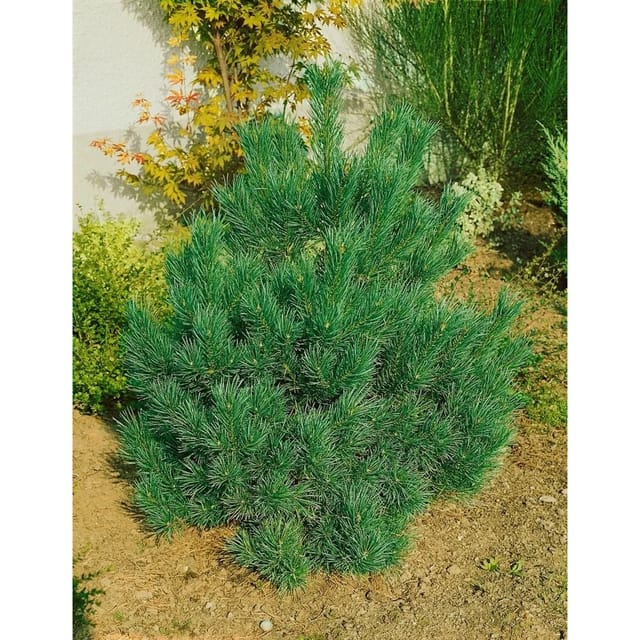 Pinus Cembra Nana Zirbelkiefer Kompakt 25–30 cm