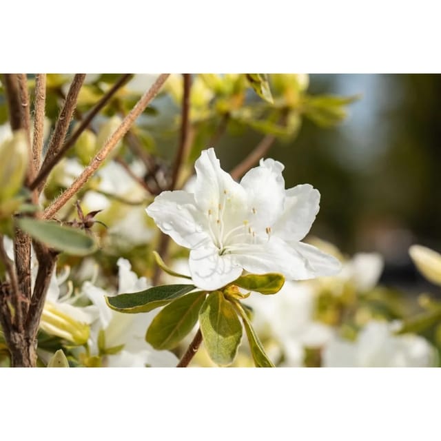 Rhododendron Obtusum Luzi Azalee Rosa Blüten 20–25 cm
