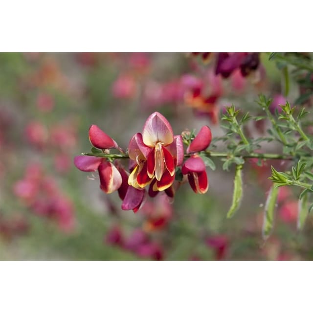 Cytisus Scoparius Maria Burkwood Besenginster Gelb 60–80 cm