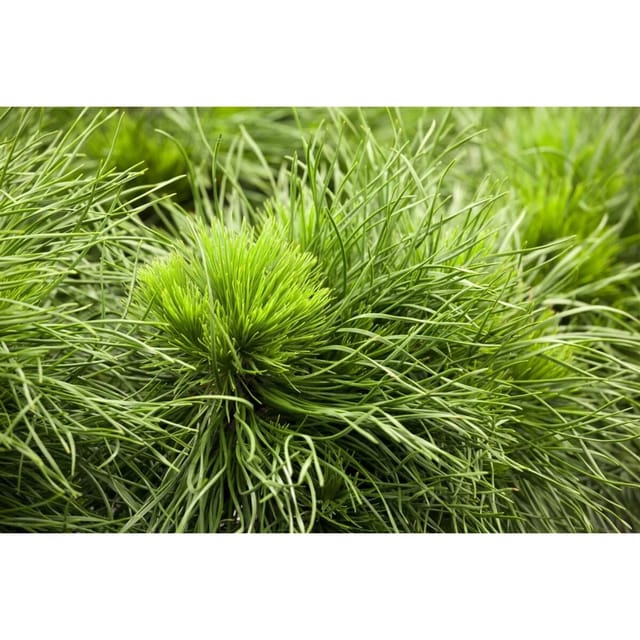 Pinus Mugo Varella Bergkiefer Kompakt 60 cm Stammhöhe