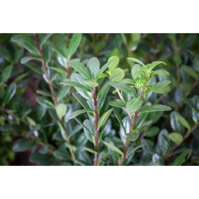 Ilex Crenata Robustico Japanische Stechpalme Immergrün 25–30 cm