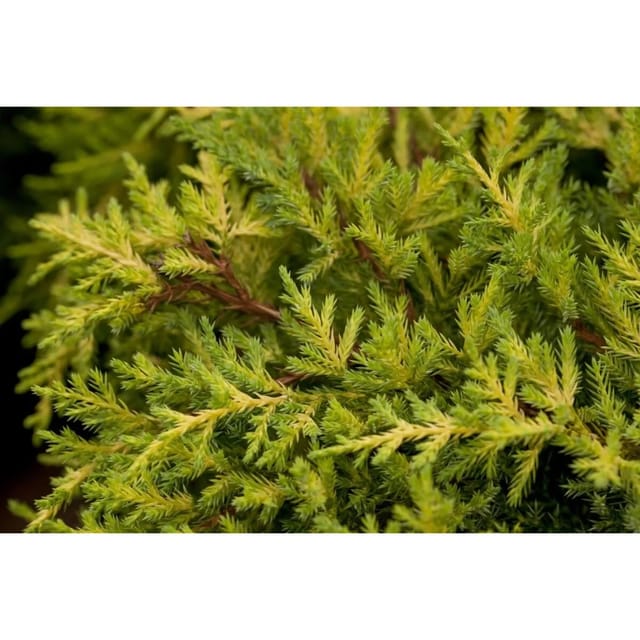 Juniperus Media Goldkissen Wacholder Goldgelb 30–40 cm