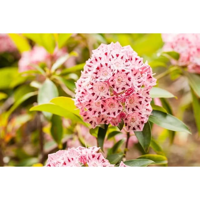 Kalmia Latifolia Moyland Berglorbeer Rosa Blüten 15–20 cm