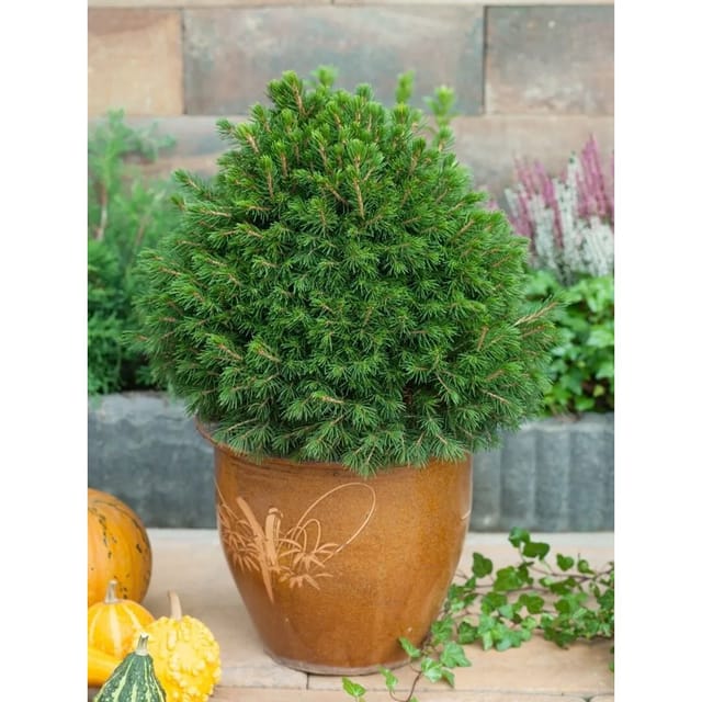 Picea Abies Tompa Fichte Kompakt 20–25 cm