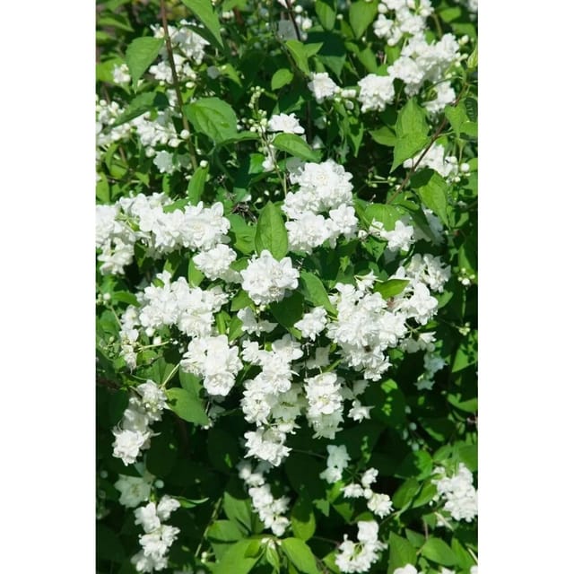 Philadelphus Bouquet Blanc Pfeifenstrauch Weiß 100–125 cm