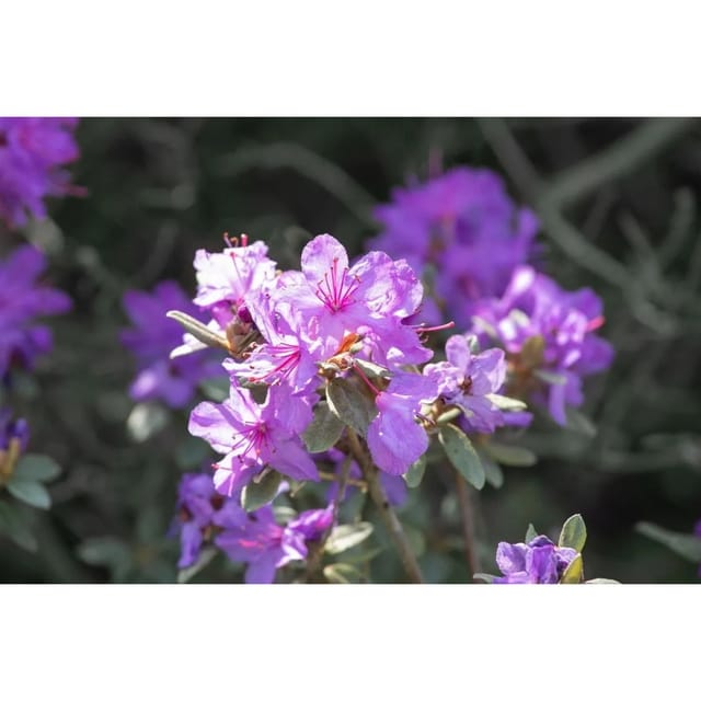 Rhododendron Russatum Lauretta Rhododendron Violett 30–40 cm