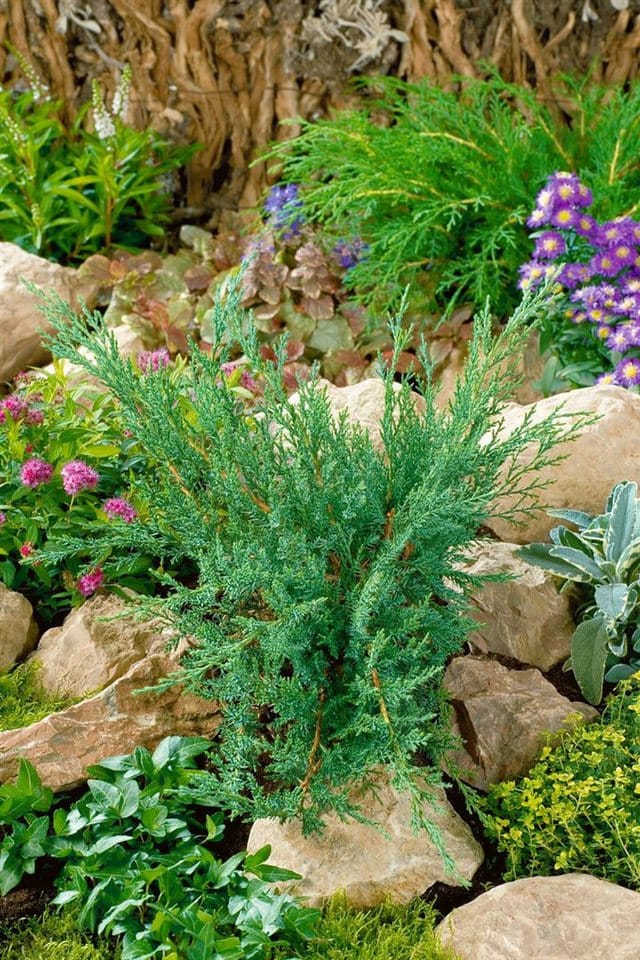 Juniperus Sabina Tamariscifolia Sadebaum Kompakt 20–30 cm