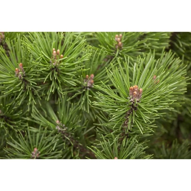 Pinus Mugo Mops Bergkiefer Kompakt 30 cm Stammhöhe