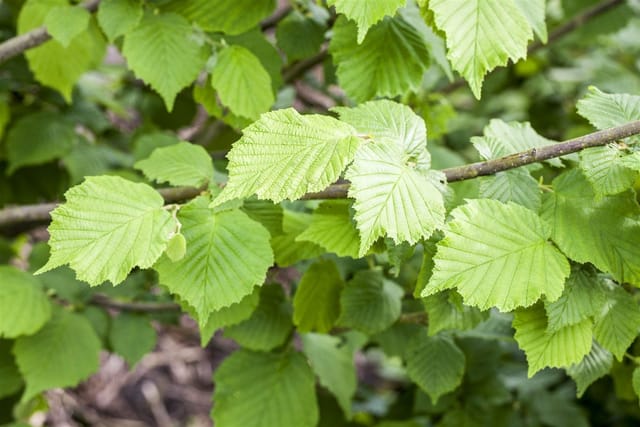 Corylus Avellana Haselnuss 40–60 cm