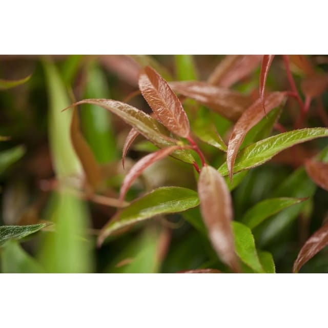 Leucothoe Keiskei Burning Love Traubenheide Rot 20–30 cm