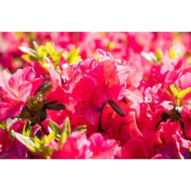 Rhododendron Obtusum Georg Arends Azalee Rosa 40–50 cm