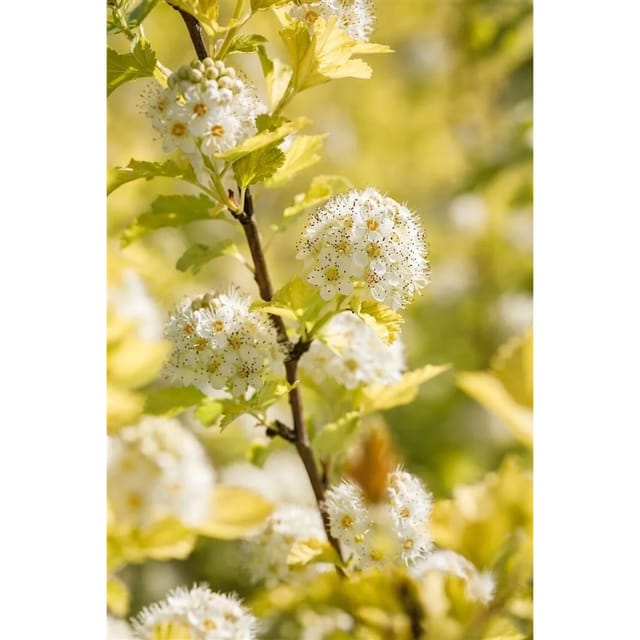 Physocarpus Opulifolius Darts Gold Gelblaubig 100–125 cm
