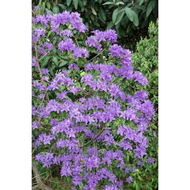 Rhododendron Oreotrephes Rosa Blüten 30–40 cm