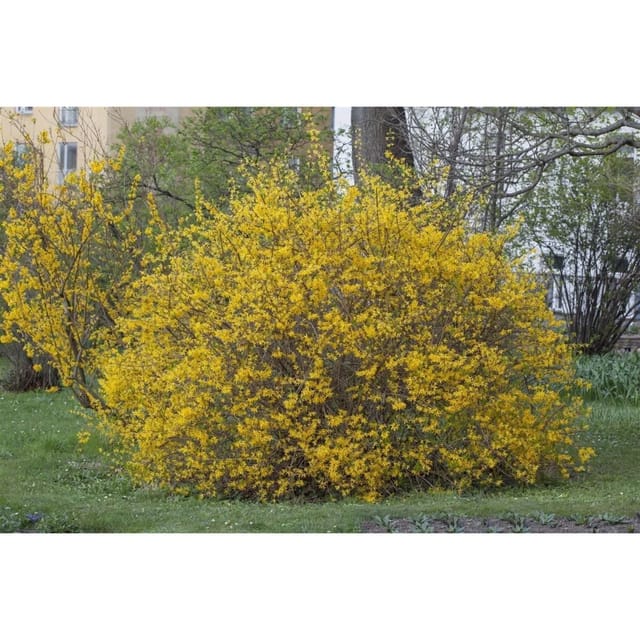Forsythia Intermedia Spectabilis Forsythie Leuchtend Gelb 60–100 cm