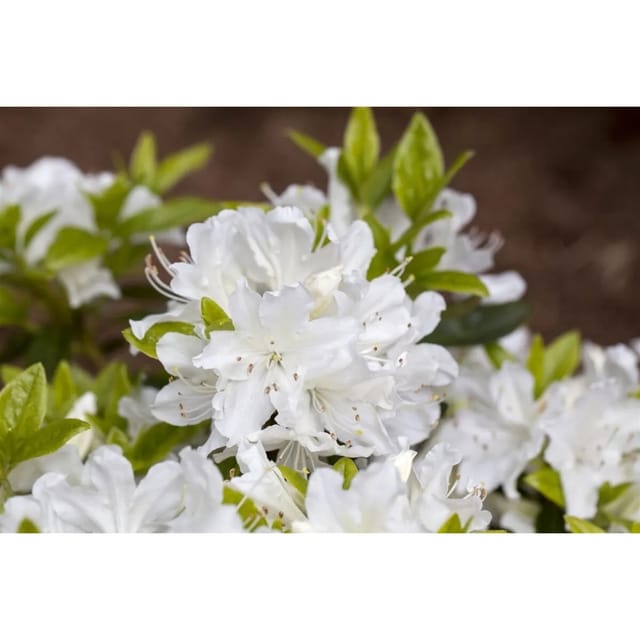 Rhododendron Obtusum Palestrina Weiß 20–25 cm