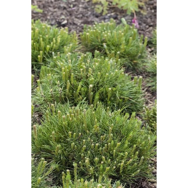 Pinus Mugo Mughus Bergkiefer Kompakt 25–30 cm