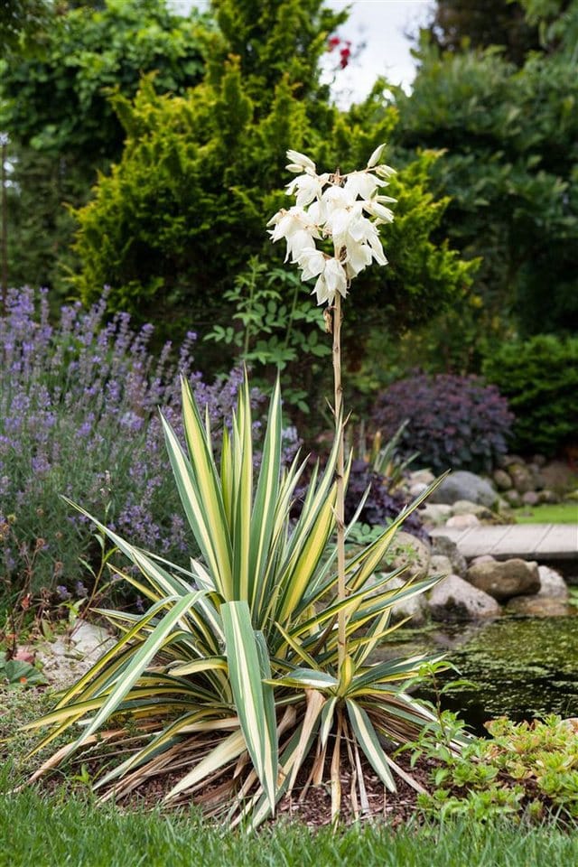 Yucca Filamentosa Palmlilie 40–60 cm