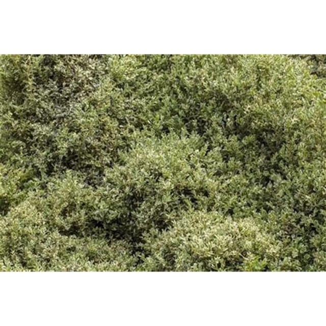 Buxus Sempervirens Elegantissima Buchsbaum Grün-Weiß 110–120 cm