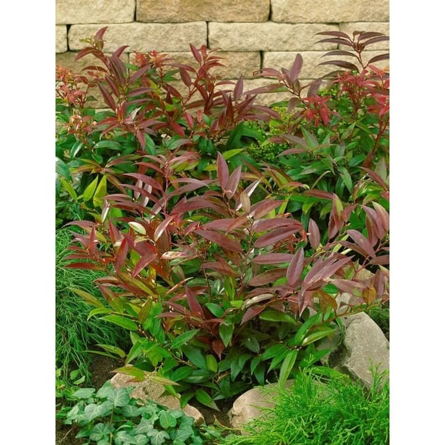 Leucothoe Keiskei Halloween Schattenglöckchen Rot-Grün 20–30 cm