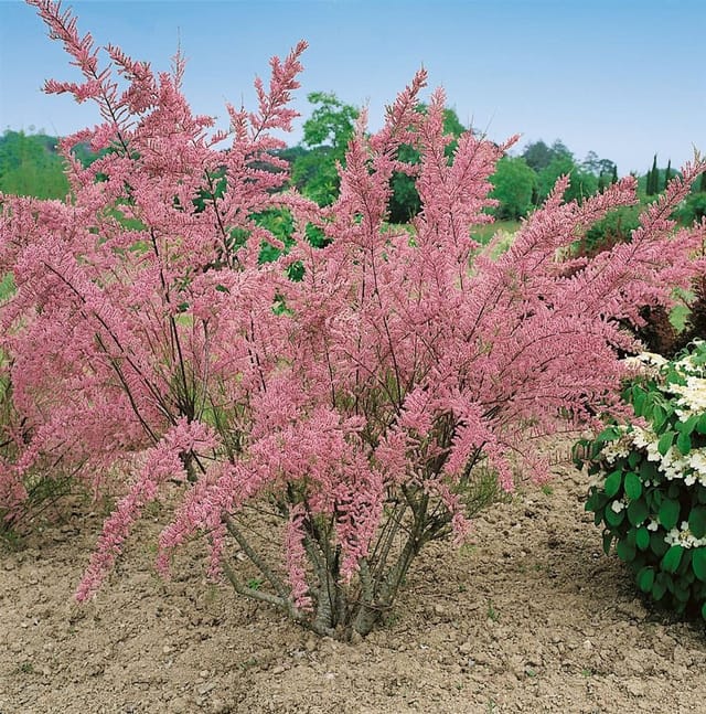 Tamarix Tetrandra Tamariske Rosa Blüten 100–150 cm