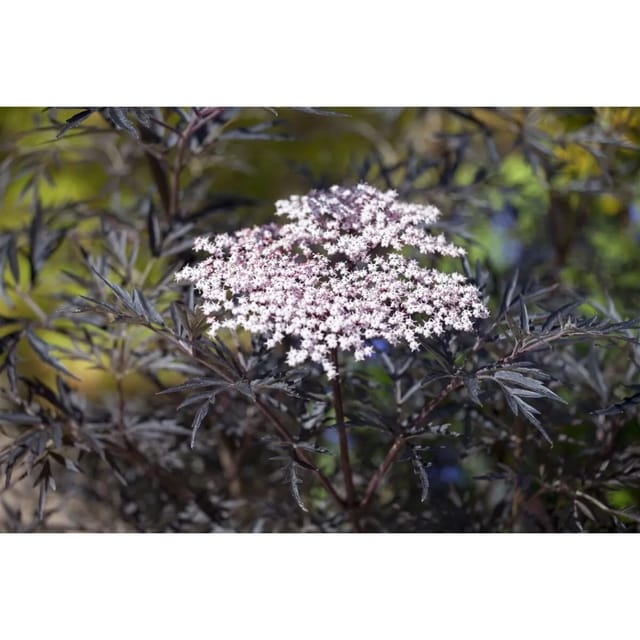 Sambucus Nigra Black Lace Schwarzer Holunder Dunkelrot 125–150 cm