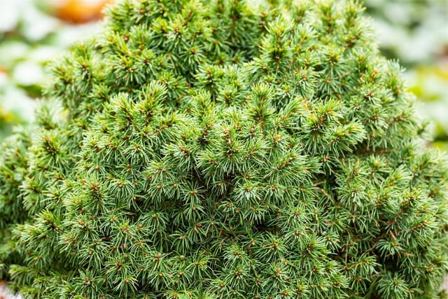 Picea Glauca Alberta Globe Zwergfichte Kompakt Ca. 9x9 cm Topf