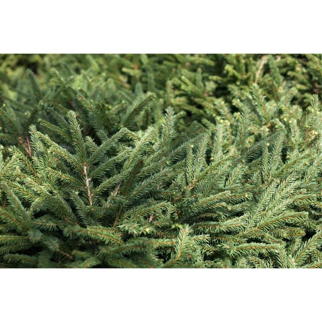 Picea Abies Pumila Glauca Fichte Kompakt 60–70 cm