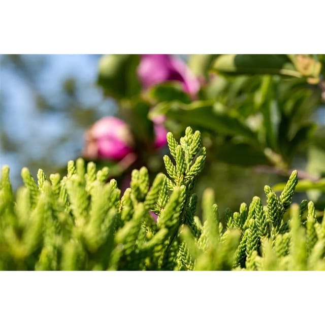 Cryptomeria Japonica Little Diamond Japanische Sicheltanne 60 cm Hoch