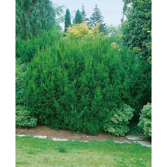 Taxus Media Hillii Kugel-Eibe Immergrün 80–90 cm