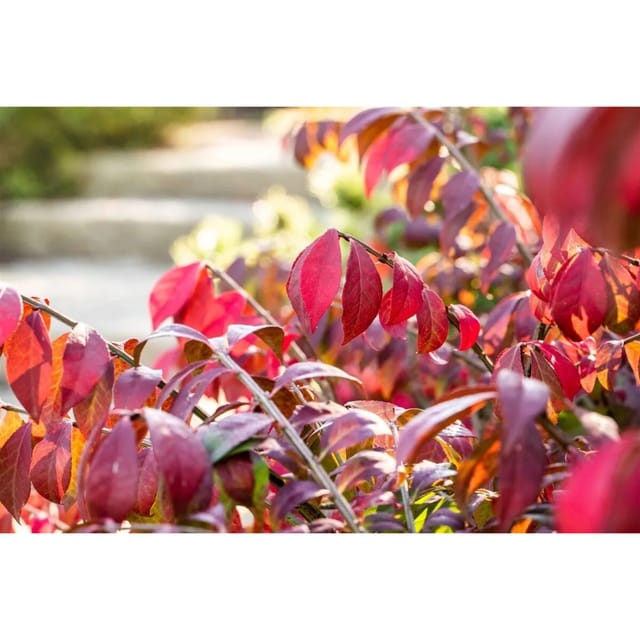 Euonymus Alatus Chicago Fire Flügel-Spindelstrauch 40–50 cm