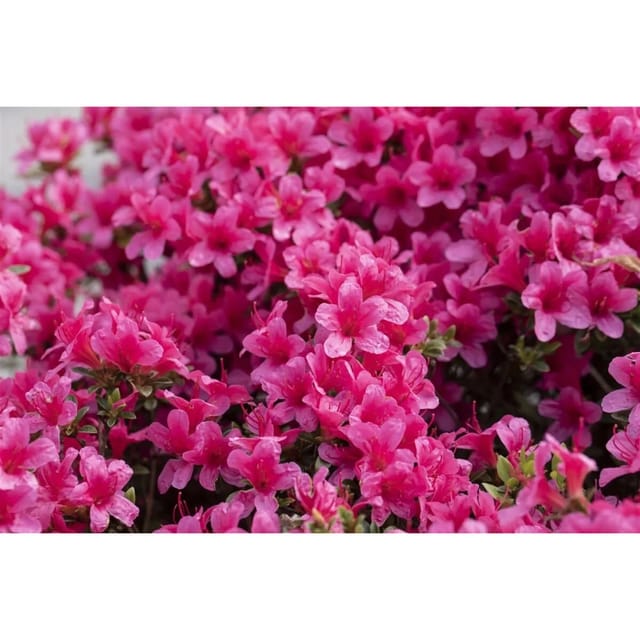Rhododendron Obtusum Michiko Azalee Rosa 25–30 cm