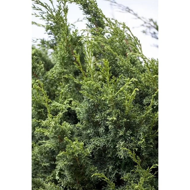 Juniperus Chinensis Keteleeri Chinesischer Wacholder 125–150 cm