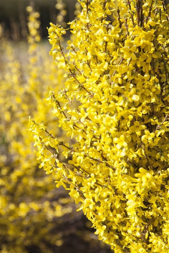 Forsythia Intermedia Goldrausch Forsythie Gelb 80–100 cm