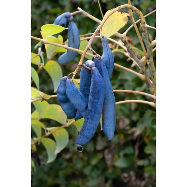 Decaisnea Fargesii Blaugurkenbaum Exotisch 150–200 cm