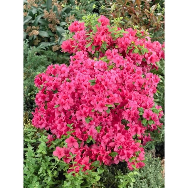 Rhododendron Obtusum Änne Azalee Rosa Blüten 20–25 cm