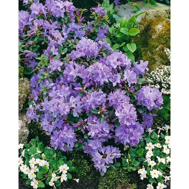 Rhododendron Calostrotum Enrico Rosa Blüten 20–25 cm