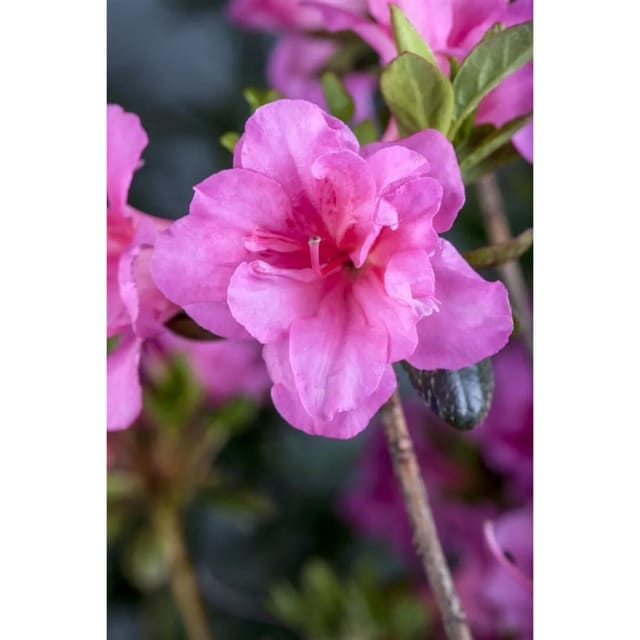 Rhododendron Obtusum Babuschka Azalee Rosa Blüten 40–50 cm