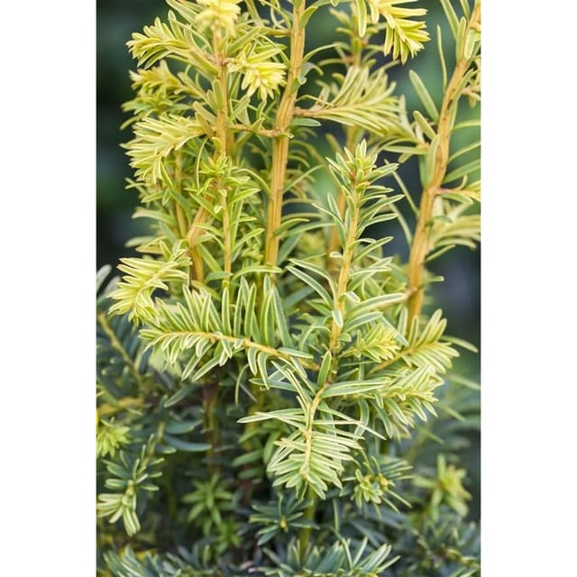 Taxus Baccata Dovastonii Aurea Gelbe Eibe 150–175 cm
