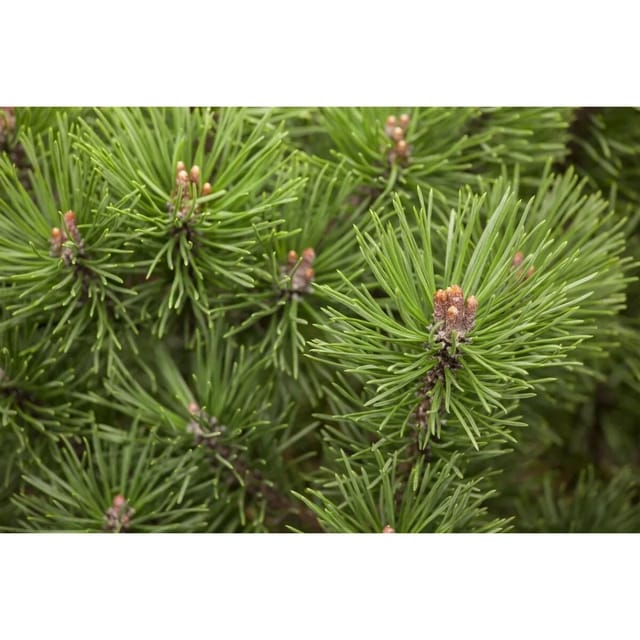 Pinus Mugo Mops Bergkiefer Kompakt 40 cm Stammhöhe