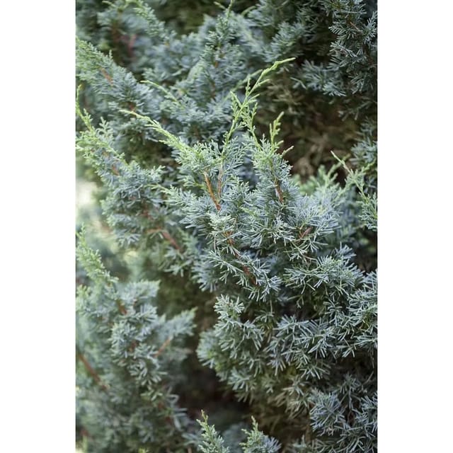 Juniperus Chinensis Blaauw Chinesischer Wacholder 100–125 cm