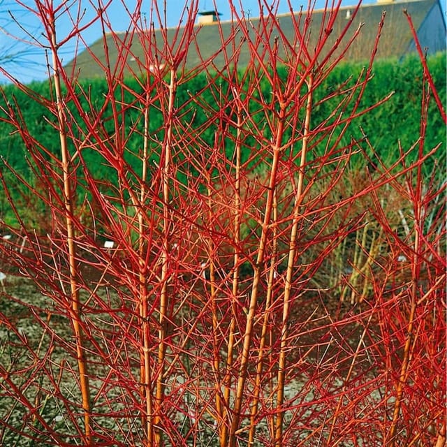 Cornus Sanguinea Annys Winter Orange Hartriegel Orange Zweige 40–60 cm